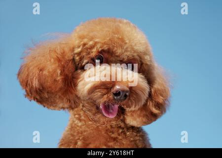 Ungewöhnlicher Winkel eines Maltipoo-Hundes gegen einen blauen Himmel aus der Nähe, Porträt eines neugierigen Hundes, von unten geschossen, Stockfoto