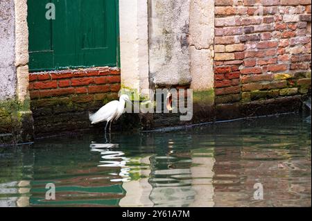 Der große Egret sitzt am Kanal in Venedig Stockfoto