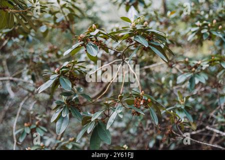 Rhododendron Micranthum Sträucher mit grünen Blättern und Knospen. Botanische Fotografie, Natur, immergrüne Pflanze, Blumenzucht, saisonales Wachstum, natürlich Stockfoto