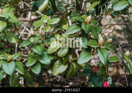 Rhododendronknospen und grüne Blätter im frühen Frühling. Botanische Fotografie, Natur, Blumenzucht, Wachstumsphase, Pflanzenleben, natürliche Umwelt Stockfoto