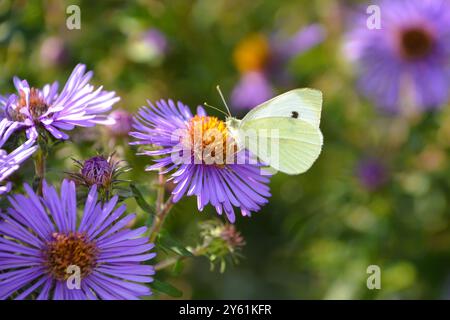 An einem warmen Sommertag liegt ein weißer Kohl-Schmetterling (Pieris rapae) auf einem violetten New England Aster in einem Garten im Süden von Ontario. Stockfoto