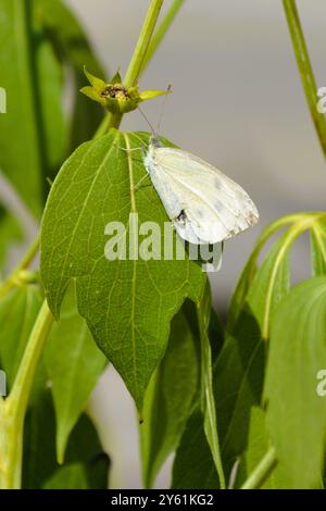 An einem warmen Sommertag ruht ein weißer Kohl-Schmetterling (Pieris rapae) auf einem breiten grünen Blatt in einem Garten im Süden von Ontario. Stockfoto