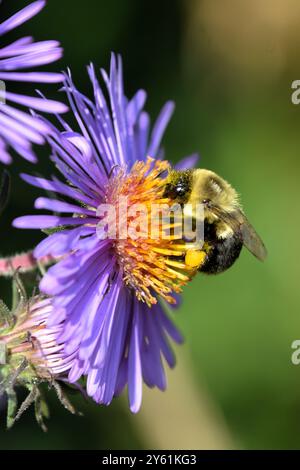 Eine Hummel sammelt Nektar und verbreitet Pollen von einer Purple New England Aster Pflanze, während sie durch einen Garten im Süden von Ontario zieht. Stockfoto