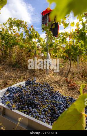 HAUTES-ALPES (05), NATIONALPARK ECRINS, PAYS DE SERRE-PONCON, EMBRUN, DOMAINE DU MONT GUILLAUME, DELPHINE UND EMMANUEL BERTELOOT WINZER, MOLLARD Stockfoto