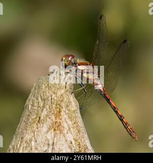 Gewöhnliche Darter Libelle, die auf einem Fechten ruht. Collinswoodimages. Stockfoto