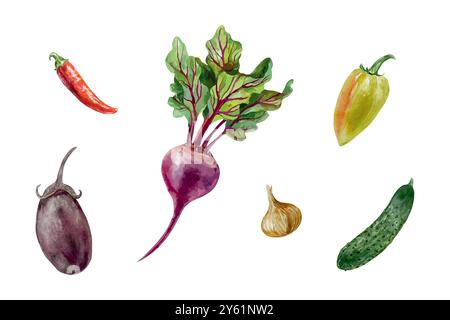 Aquarellset mit Gemüse. Rote Bete, Auberginen, Gurke, Tomate, Pfeffer, Zwiebel. Vektorabbildung. Karten, Etiketten, Banner zum Erntetag und Vegetariertag. Stock Vektor