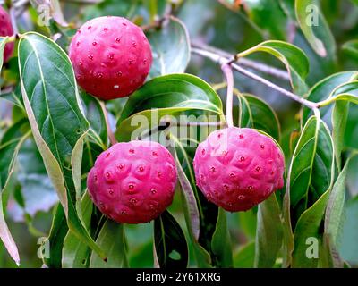 Große rosafarbene Beeren auf einem kousa-Hartholzbaum Stockfoto