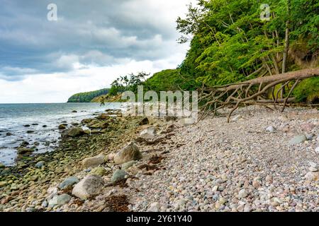 Der Hochuferwanderweg von Baabe über Sellin nach Binz, durch dichten Buchenwald, entlang der Klippen, mit vielen Ausblicken auf die Ostsee, hier der Abschnitt Stockfoto