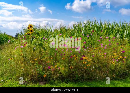 Blumenstreifen auf einem Maisfeld verschönern die verschiedenen Blumen und Pflanzen nicht nur die Landschaft, sondern sollen auch Bienen und andere Insekten versorgen Stockfoto