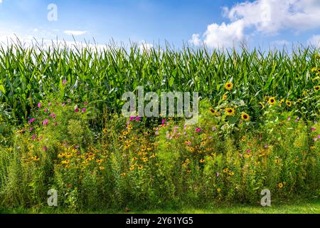 Blumenstreifen auf einem Maisfeld verschönern die verschiedenen Blumen und Pflanzen nicht nur die Landschaft, sondern sollen auch Bienen und andere Insekten versorgen Stockfoto