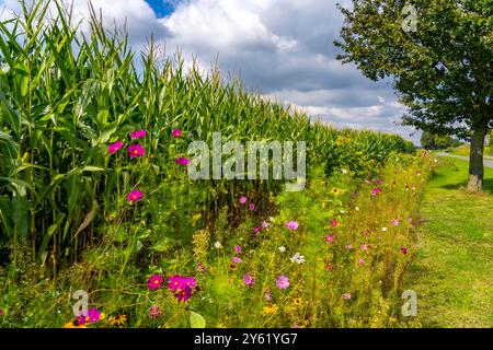 Blumenstreifen auf einem Maisfeld verschönern die verschiedenen Blumen und Pflanzen nicht nur die Landschaft, sondern sollen auch Bienen und andere Insekten versorgen Stockfoto