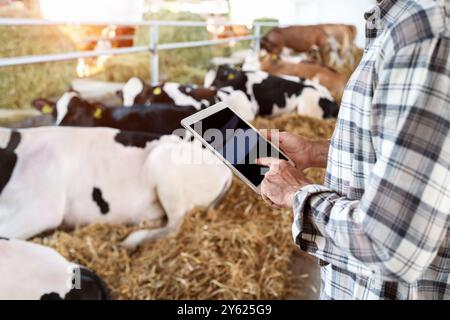 Intelligente Landwirtschaft. Digitale Transformation in der Tierhaltung. Digitales Tablet mit leerem Bildschirm in den Händen des Landwirts gegen Kühe. Stockfoto