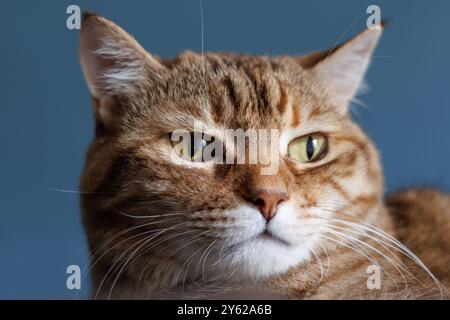 Tabby Katzengesicht mit gelben Augen Stockfoto