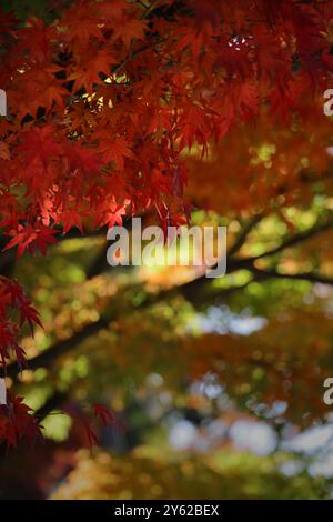 Nahaufnahme von roten japanischen Ahornblättern Stockfoto