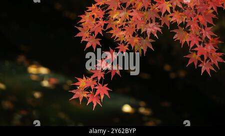 Nahaufnahme von roten japanischen Ahornblättern Stockfoto