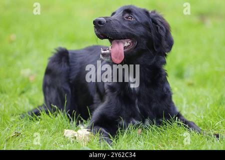 Mischlingswelpe eine Welpe, deren Mutter ein Mix aus Münsterländern und Berner-Sennenhund war und dessen Vater ein Schäferhund. Die Welpe befindet sich beim Spielen im neuen Zuhause. *** Mischling Welpe Ein Welpe, dessen Mutter eine Mischung aus Münsterländern und Berner Sennenhund war und dessen Vater ein Deutscher Schäferhund war, spielt in seinem neuen Zuhause Stockfoto