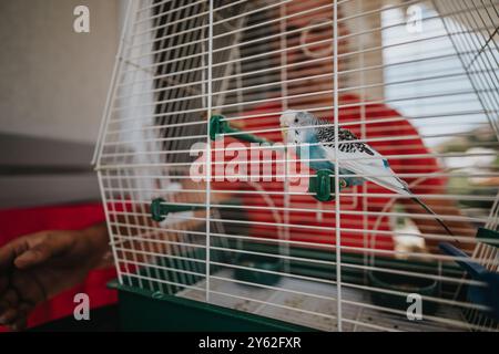 Blauer Sittich in einem Käfig mit Person im Hintergrund Stockfoto