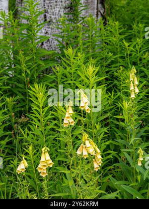 Foxglove wächst vor einem Ahornbaum in einem Straßenschwall, Door County, Wisconsin Stockfoto