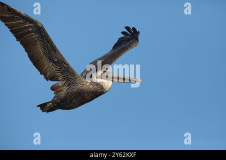 Brown Pelican, ein großer Seevögel mit einem Kehlbeutel, schwingt im Flug über den blauen Himmel im Bolsa Chica Reserve in Huntington Beach, Kalifornien Stockfoto