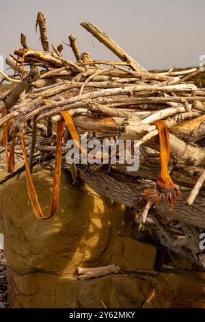 Treibholz mit getrocknetem Seetang und Resten einer Strandhütte am Moonstone Beach in Cambria, Kalifornien. Stockfoto