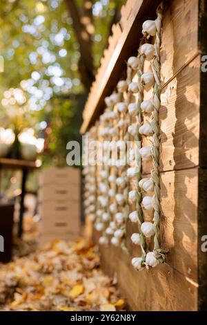 Nahaufnahme natürlicher, lokal angebauter Produkte auf dem Holzstand des Bauernmarktes. Frisch geerntete Bio-weiße Knoblauchzwiebeln hängen über dem Stand des greenmarket. Stockfoto