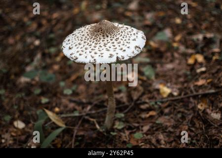 Der Sonnenschirmpilz (lat.: Macrolepiota procera), der im Herbst im Wald wächst Stockfoto