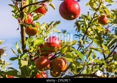 Nahaufnahme reifer roter Äpfel, die an Ästen mit grünen Blättern hängen und sich im Sonnenlicht unter klarem blauem Himmel sonnen. Stockfoto