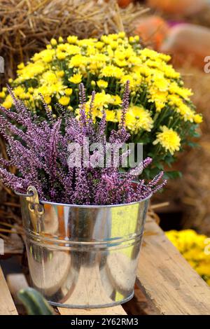 Ein Nahaufnahme von violettem und lilafarbenem Heidekraut in einem Eimer aus Edelstahl in einer wunderschönen silbernen Farbe und dahinter wunderschöne gelbe Chrysanthemen Stockfoto