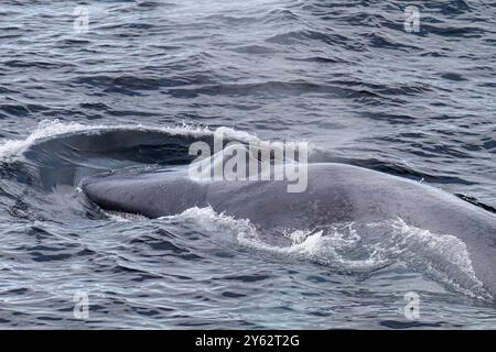 Eine sehr seltene Sichtung eines erwachsenen Blauwals (Balaenoptera musculus), der auf dem Svalbard-Archipel in Norwegen auftaucht. Stockfoto