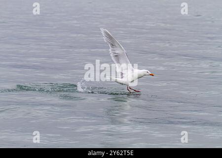 Adulte Glaukmöwe (Larus hyperboreus) landet auf dem Meer im Svalbard-Archipel, Norwegen. Stockfoto