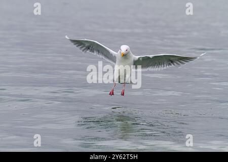 Adulte Glaukmöwe (Larus hyperboreus) landet auf dem Meer im Svalbard-Archipel, Norwegen. Stockfoto