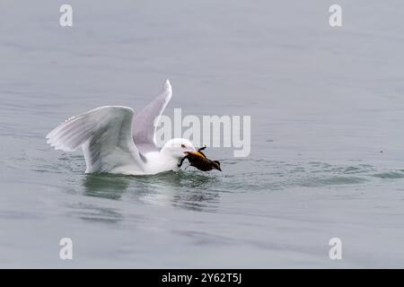 Adulte Glaukmöwe (Larus hyperboreus), die gewöhnliches Eiderentchen (Somateria mollissima) in Svalbard, Norwegen essen. Stockfoto