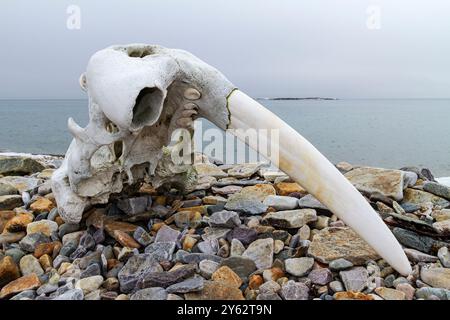 Adulter Walrossschädel (Odobenus rosmarus rosmarus) mit einem Stoßzahn im Svalbard-Archipel, Norwegen. Stockfoto