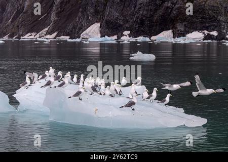 Erwachsene Schwarzbeinige Katzenwakes (Rissa tridactyla) auf Eis im Svalbard-Archipel, Barentssee, Norwegen. Stockfoto