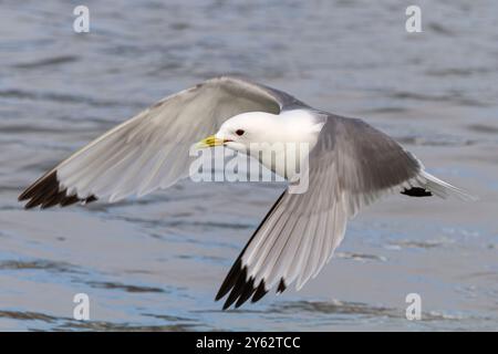 Erwachsene Schwarzbeinige Katzenwelpen (Rissa tridactyla) im Flug auf dem Svalbard-Archipel, Barentssee, Norwegen. Stockfoto