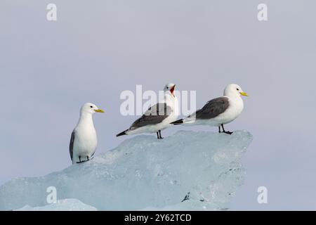 Erwachsene Schwarzbeinige Katzenwakes (Rissa tridactyla) auf Eis im Svalbard-Archipel, Barentssee, Norwegen. Stockfoto