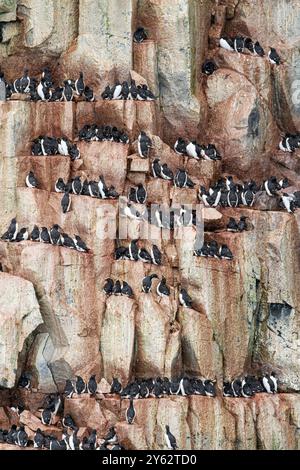 Brünnichs guillemot (Uria lomvia) Brutstätte am Kap Fanshawe im Svalbard-Archipel, Norwegen. Stockfoto