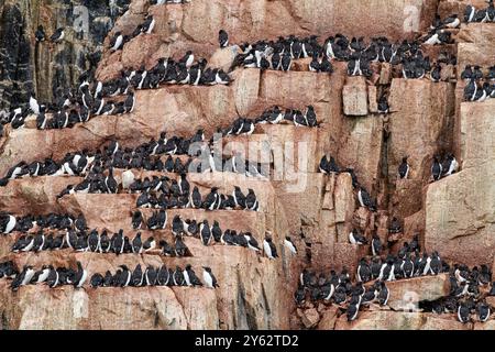 Brünnichs guillemot (Uria lomvia) Brutstätte am Kap Fanshawe im Svalbard-Archipel, Norwegen. Stockfoto