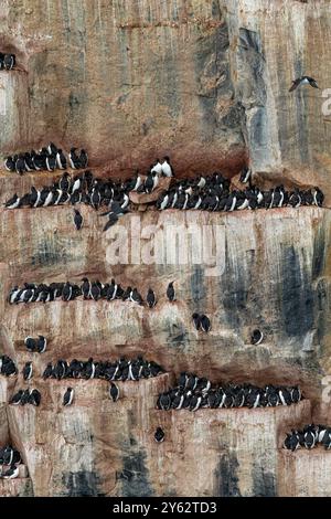 Brünnichs guillemot (Uria lomvia) Brutstätte am Kap Fanshawe im Svalbard-Archipel, Norwegen. Stockfoto