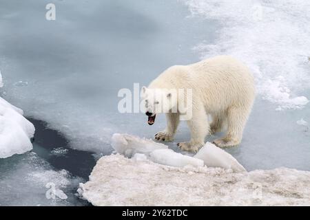 Ein neugieriger junger Eisbär (Ursus maritimus) auf Eisschollen im Svalbard-Archipel in Norwegen. Stockfoto