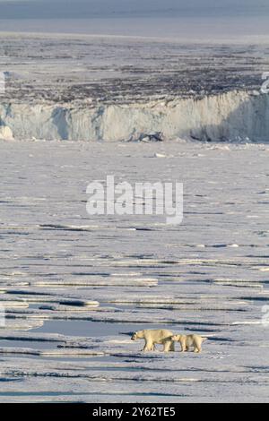 Eine Mutter und ein Jungpolarbär (Ursus maritimus), die von Eisscholle zu Eisscholle im Svalbard-Archipel in Norwegen reist. Stockfoto