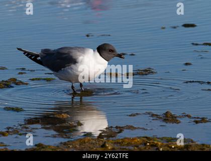 Eine erwachsene Sabine-Möwe (Xema sabini) im Schmelzwasserbecken im Svalbard-Archipel, Norwegen. Stockfoto