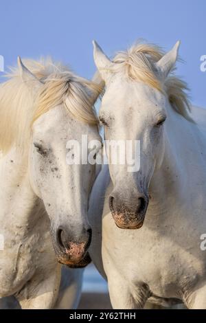 Camargue-Pferde laufen bei Sonnenaufgang in den Feuchtgebieten von Rhône bei Aigues-Mortes, Südfrankreich Stockfoto