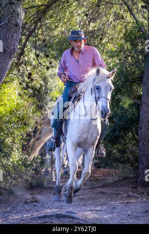 Gardian Cowboy und Camargue Pferd, die bei Sonnenuntergang durch Sonnenbalkenwälder laufen, in der Nähe von Aigues-Mortes, Südfrankreich Stockfoto