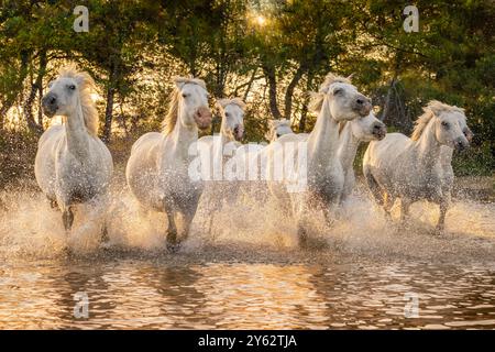 Camargue-Pferde laufen bei Sonnenaufgang in den Feuchtgebieten von Rhône bei Aigues-Mortes, Südfrankreich Stockfoto