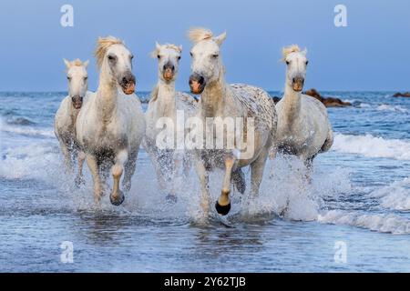 Camargue-Pferde laufen bei Sonnenaufgang in den Feuchtgebieten von Rhône bei Aigues-Mortes, Südfrankreich Stockfoto