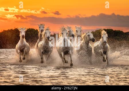 Camargue-Pferde, die bei Sonnenuntergang in den Feuchtgebieten von Rhône in der Nähe von Aigues-Mortes, Küste des westlichen Mittelmeers, Südfrankreich, laufen Stockfoto