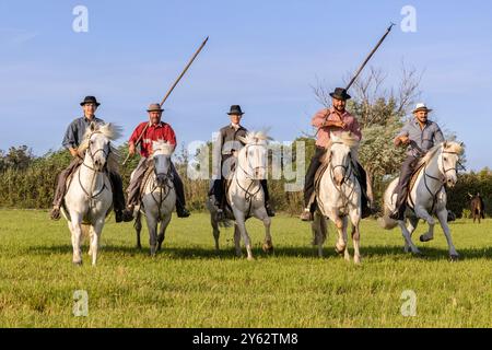 GardianenCowboys laufen in Formation auf Camargue-Pferden in der Nähe von Aigues-Mortes, Südfrankreich Stockfoto