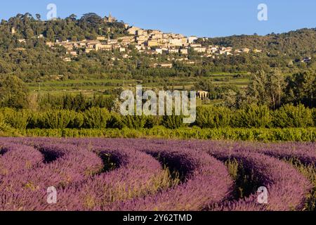 Auf einem Hügel von Bonnieux gelegene Ortschaft mit Serpentinen Lavendelfeldern im Luberon, Provence, Südfrankreich Stockfoto