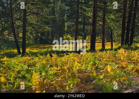 Gelber Farn und Bäume entlang des High Sierra Trail. Stockfoto